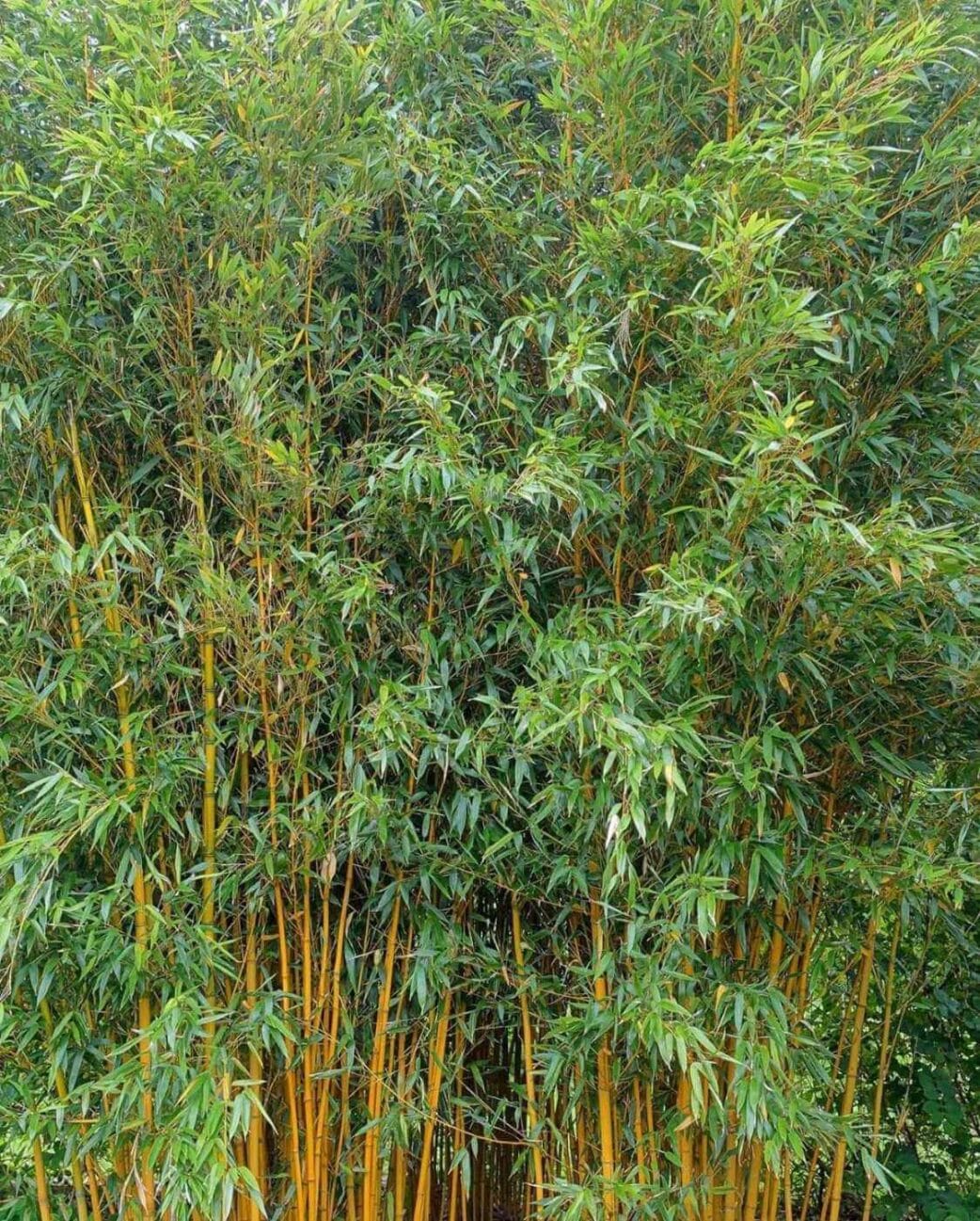 phyllostachys vivax aureocaulis bladgroei