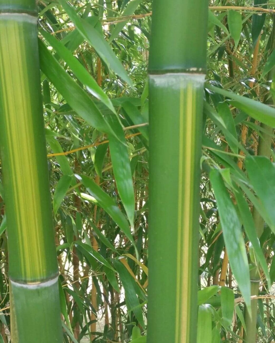 phyllostachys vivax huangwenzhu bamboe plant