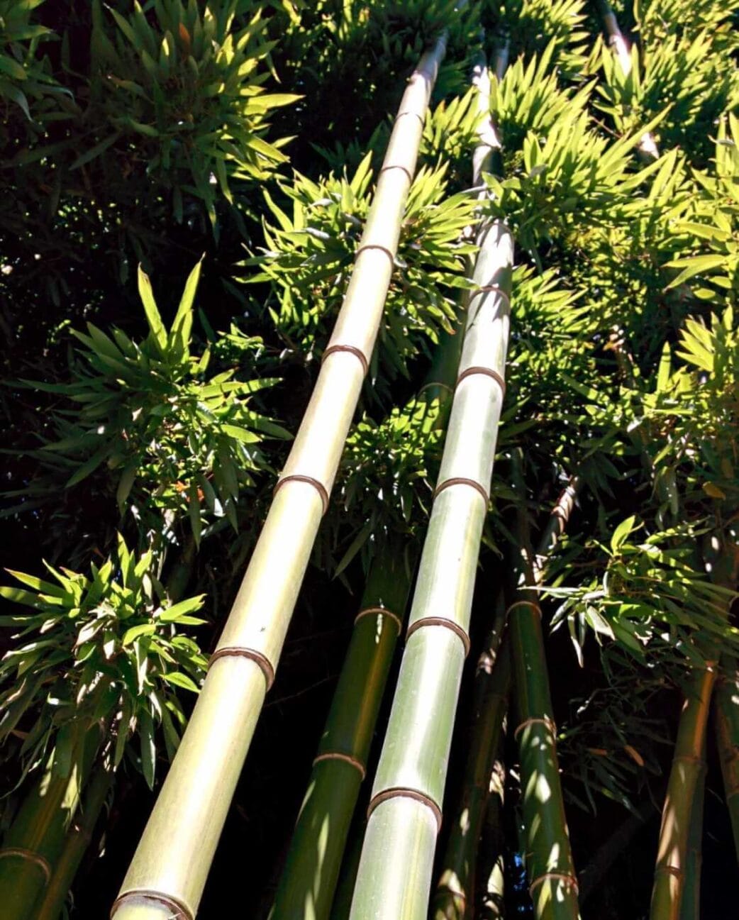 phyllostachys vivax huangwenzhu halmen