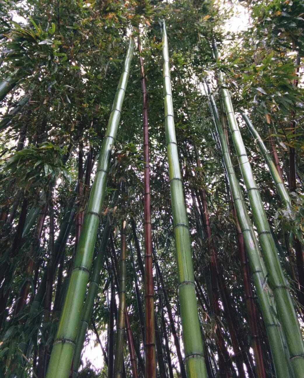 phyllostachys vivax huangwenzhu reuzenbamboe