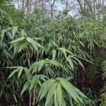 Pseudosasa japonica (Pijlbamboe) - 10L - 150+ cm