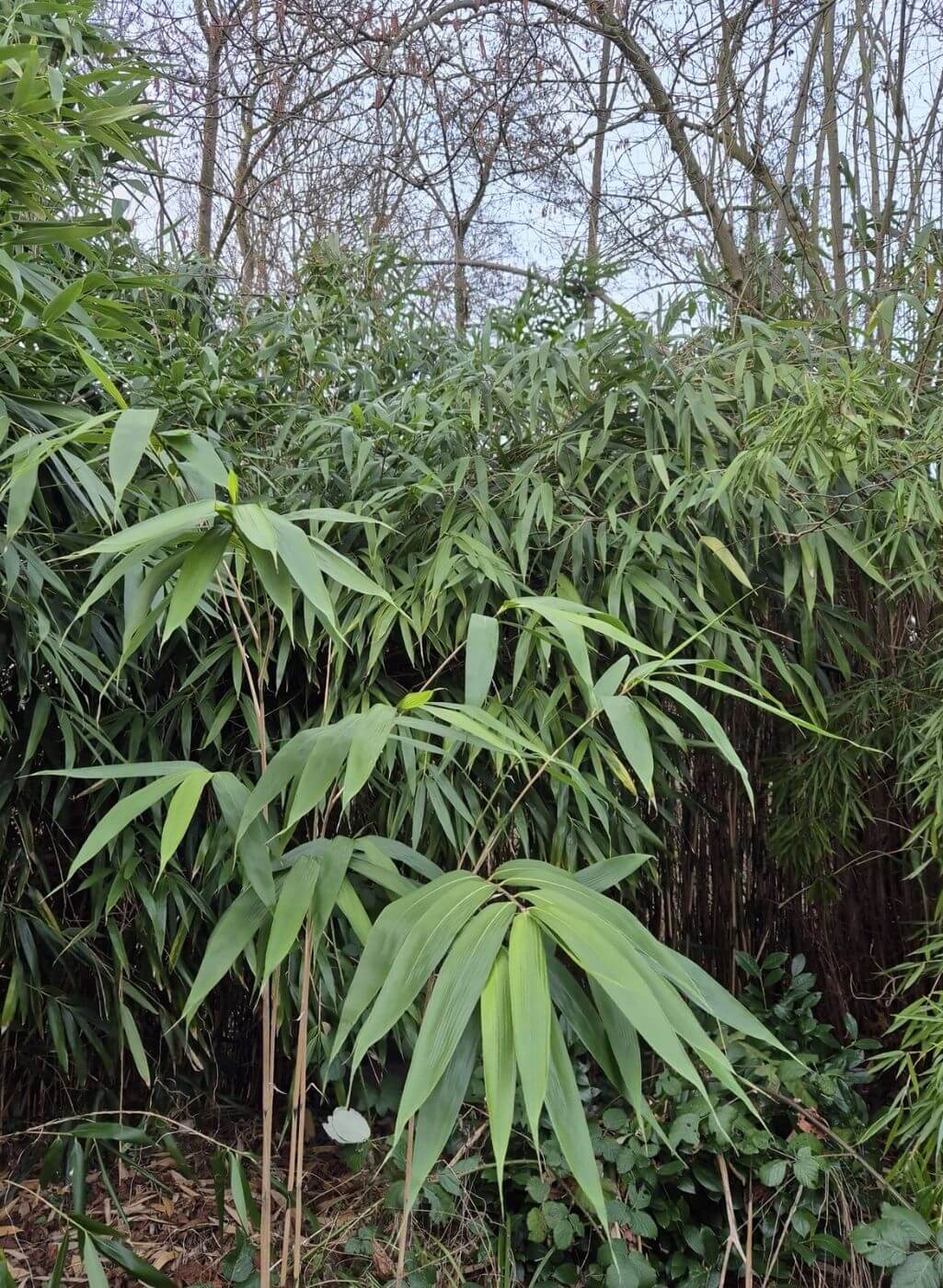 Pseudosasa japonica (Pijlbamboe) – 10L – 150+ cm