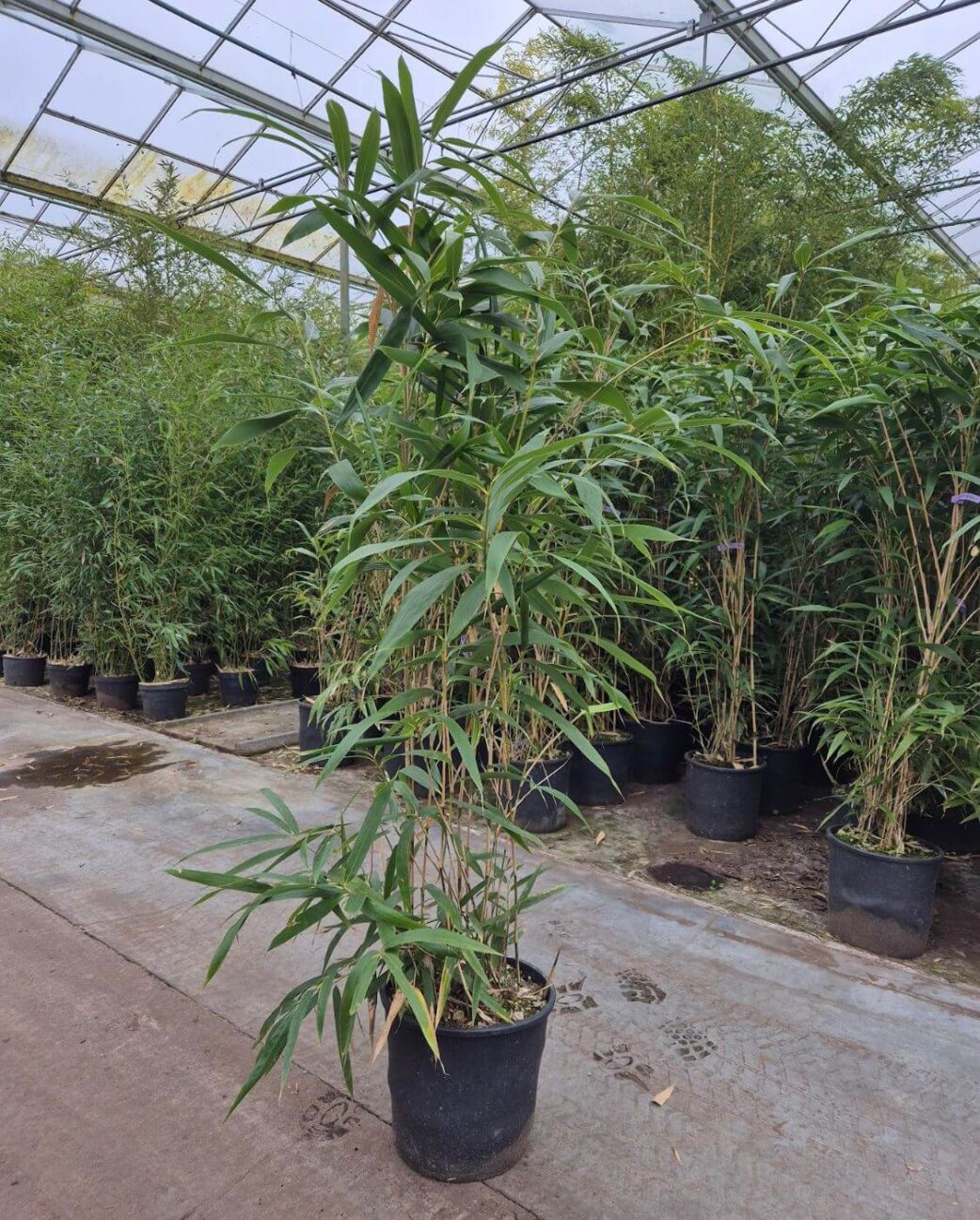 Pseudosasa-japonica-pijlbamboe-15L-175CM