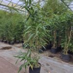 Pseudosasa japonica (Pijlbamboe) - 5L - 100+ cm