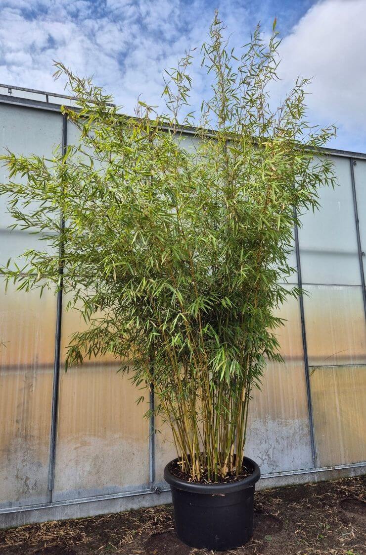 Fargesia Robusta Campbell Bamboe - 100L - 250-300 cm