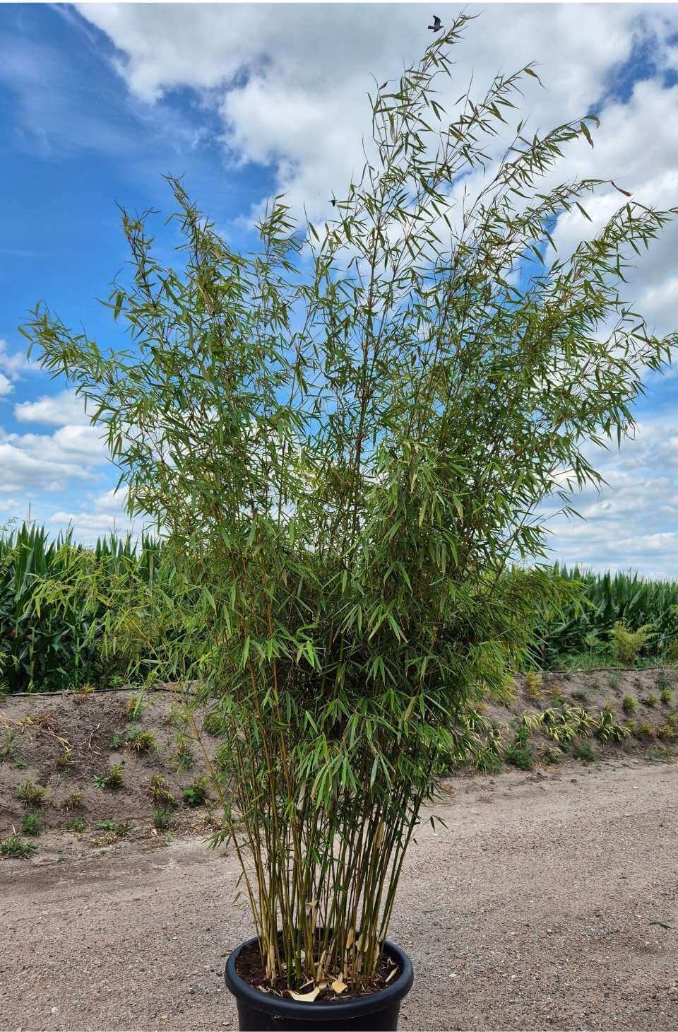 Fargesia Robusta Campbell Bamboe – 100L – 225+ cm