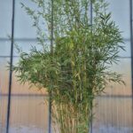 Robusta Campbell Bamboe - 60L - 250-300 cm