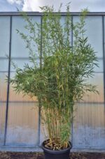 De hoogste robusta campbell in 60 liter pot.