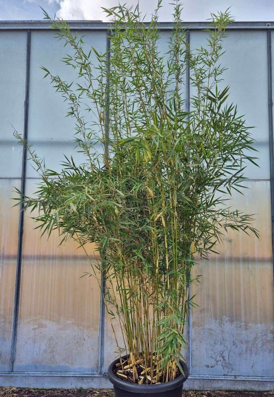 De hoogste robusta campbell in 60 liter pot.