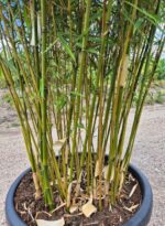 Close up van de stengels/stelen bij een 60L pot Fargesia Robusta Campbell bamboe.