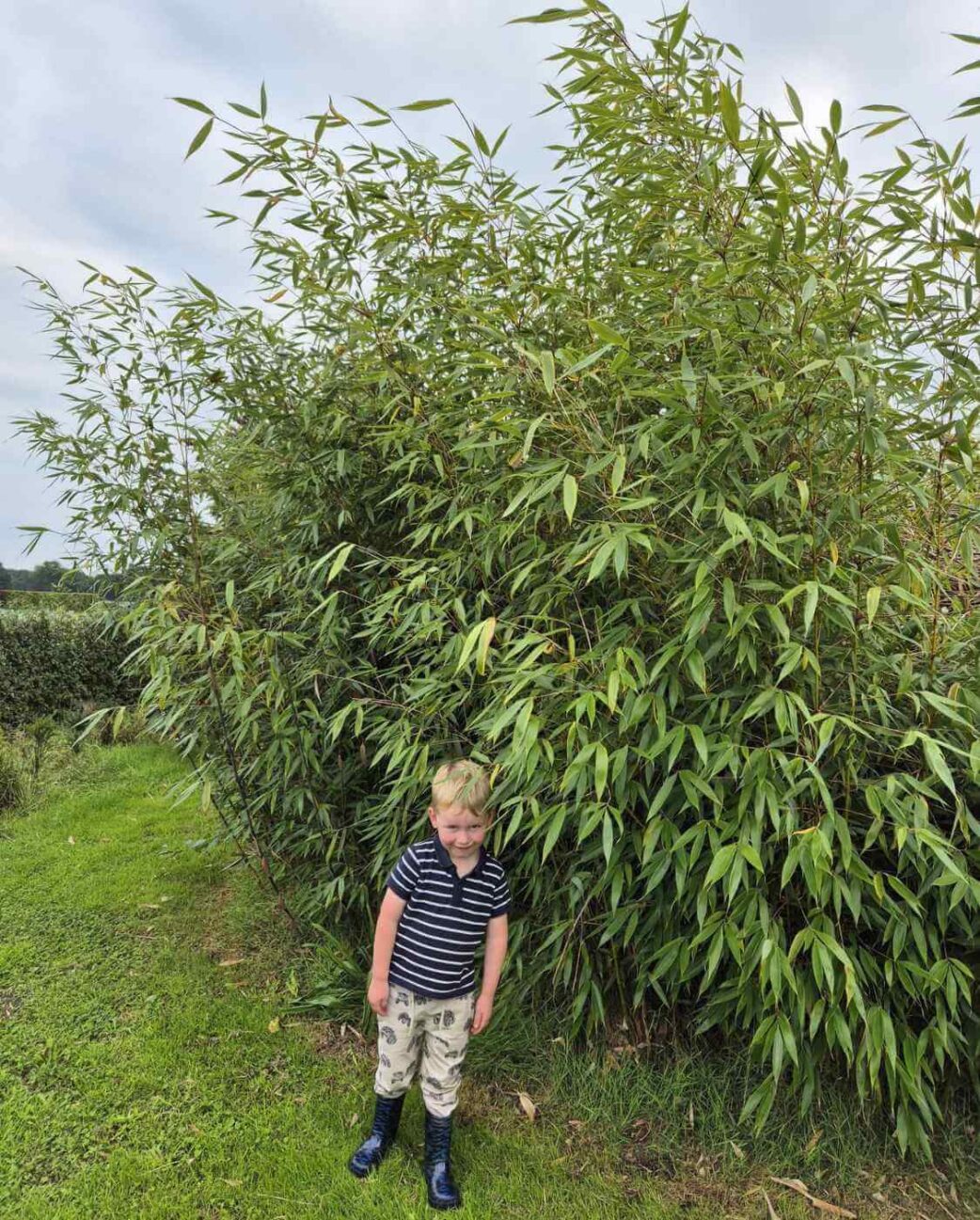 robusta wolong bamboe struik