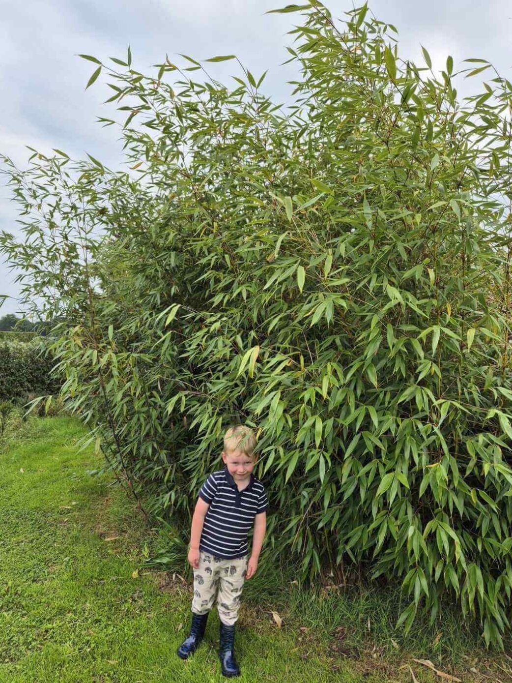 robusta wolong bamboe haag plant