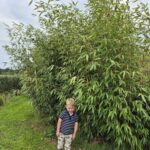 Fargesia Robusta Wolong 10L - 175+ cm