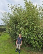 Wolong bamboe niet woekerende struik (60L 200cm kwekerspot)