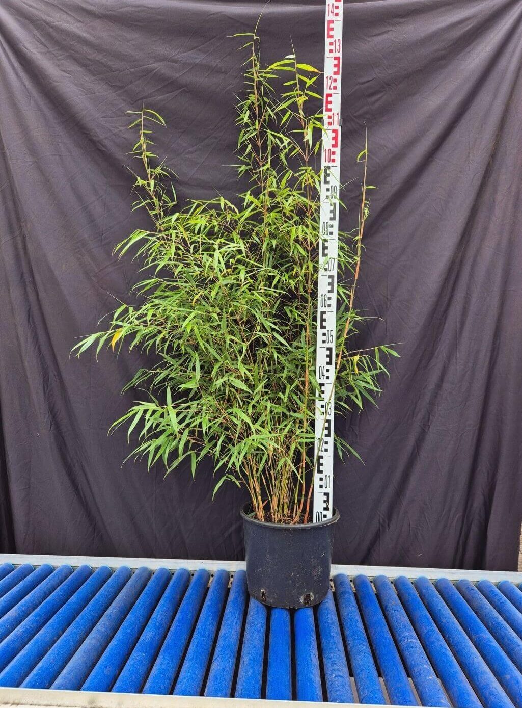 Niet woekerende Fargesia Scabrida Asian Wonder in 10 liter pot met een hoogte van 100+ centimeter.