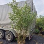 Fargesia Asian Wonder Bamboe 35L - 200+ cm