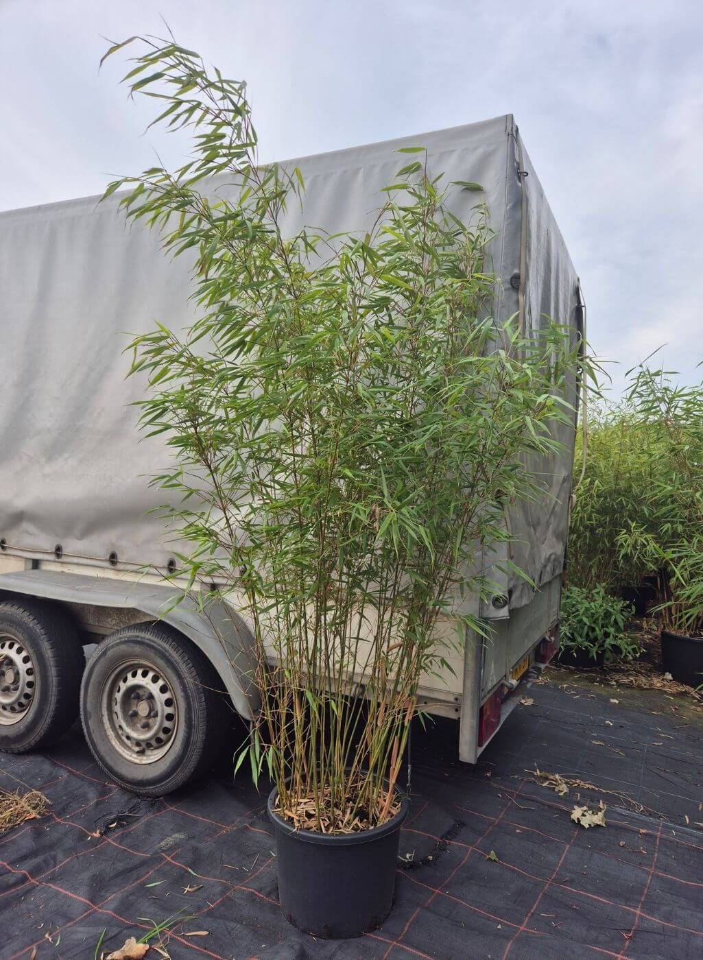 Fargesia Asian Wonder Bamboe 35L – 200+ cm