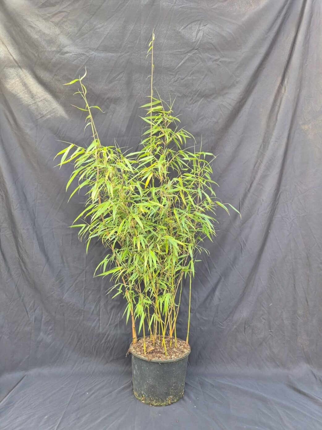 Niet woekerende Scabrida Asian Wonder bamboe plant in 5,5 liter pot met een hoogte van 100+ centimeter.