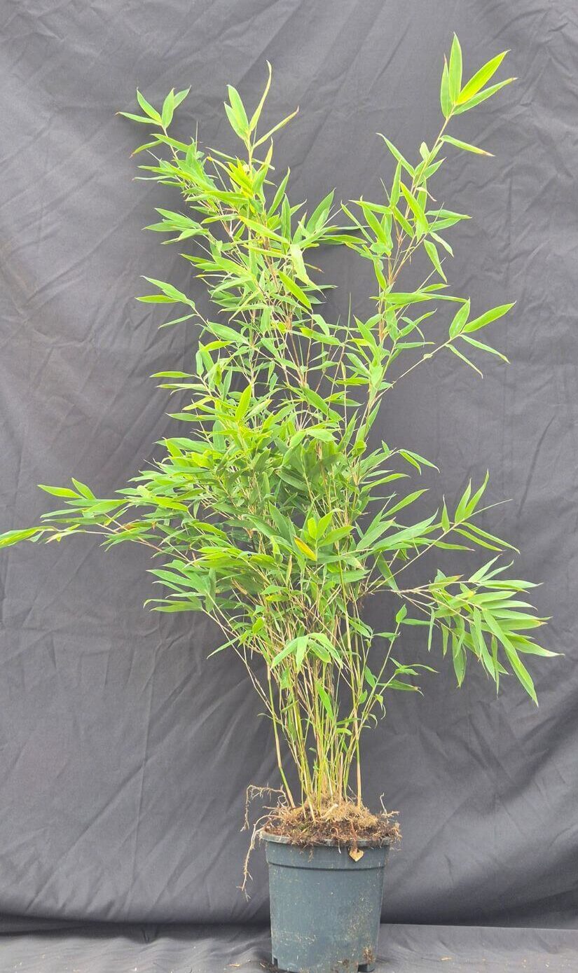 Winter Joy bamboe is een niet woekerende fargesia in 2.5 liter pot met een hoogte van 75+ centimeter.