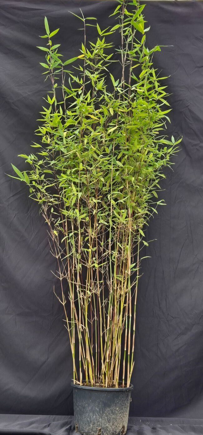 niet woekerende bamboe plant fargesia winter joy in 5½ liter pot met een hoogte van 100+ centimeter.