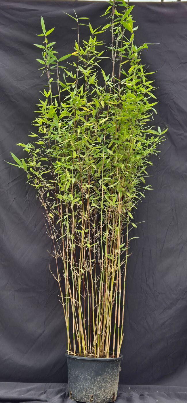 Winter-Joy-5½-ltr-100cm niet woekerende bamboe plant fargesia winter joy in 5½ liter pot met een hoogte van 100+ centimeter.