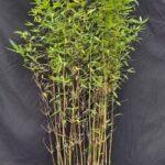 Fargesia Winter Joy 5,5L - 150+ cm