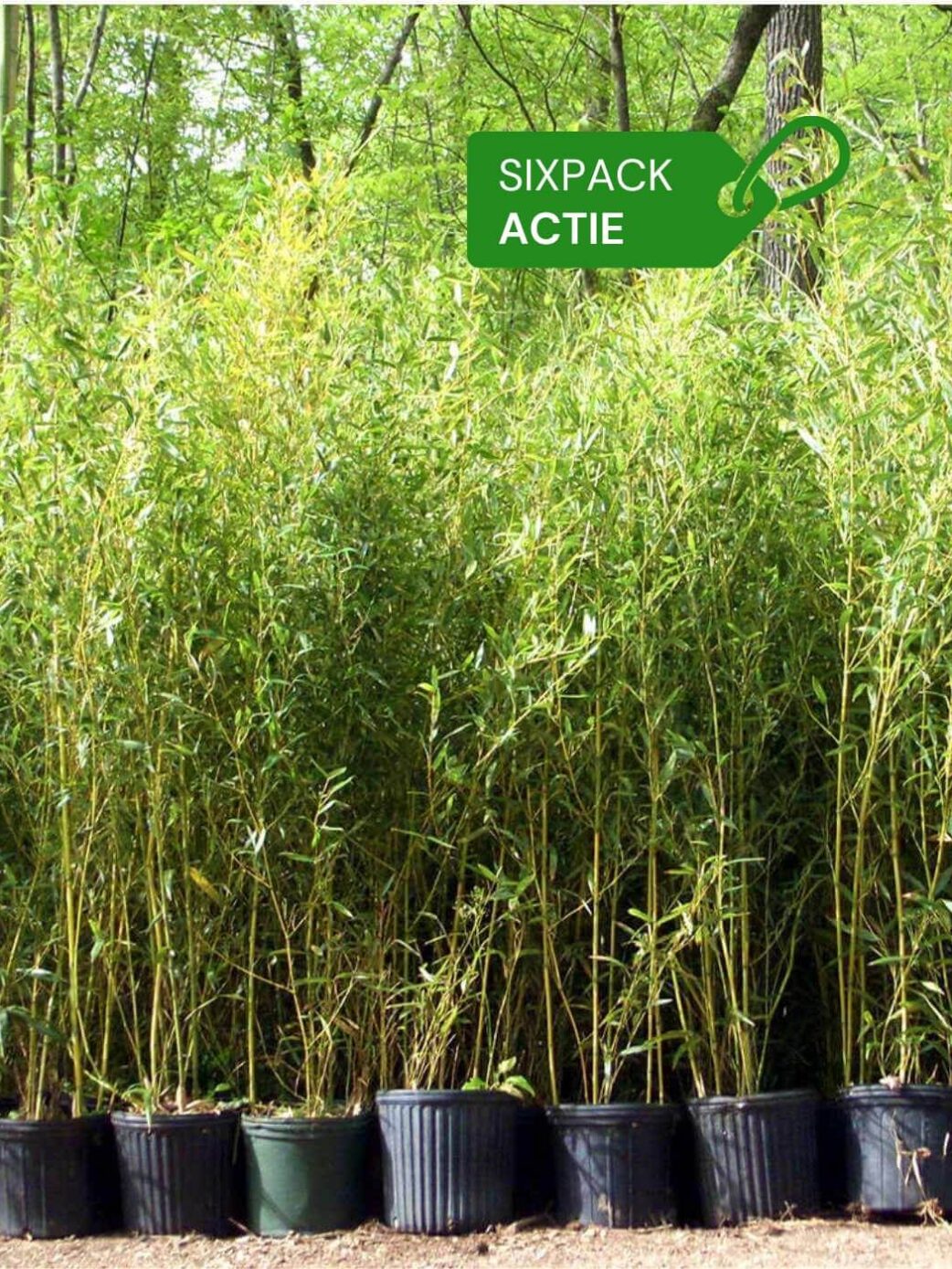 6 kleine Aureosulcata spectabilis woekerende bamboe in doos.