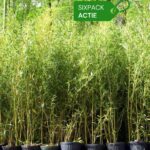 Aureosulcata Spectabilis 2L Sixpack