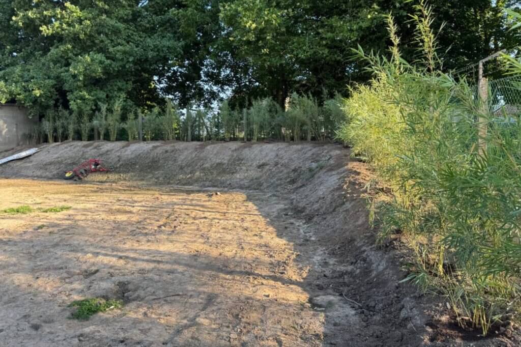 bamboe planten voor tuin schutting