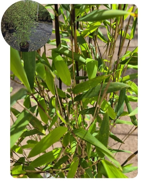 fargesia aurora voor het hele jaar door een verzorgde bamboehaag.