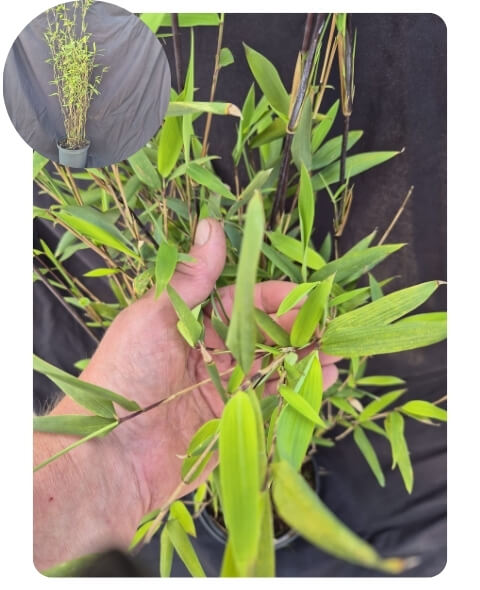 Bijzondere, niet woekerende bamboe Fargesia Demissa Gerry