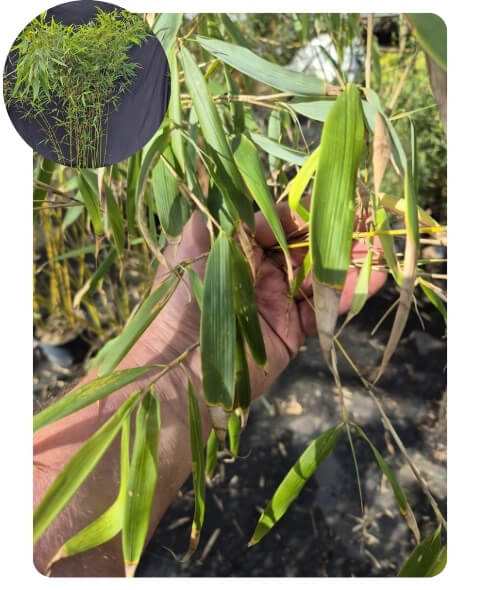 Fargesia Robusta Pingwu is een sierlijke en sterke niet-woekerende bamboe haag plant