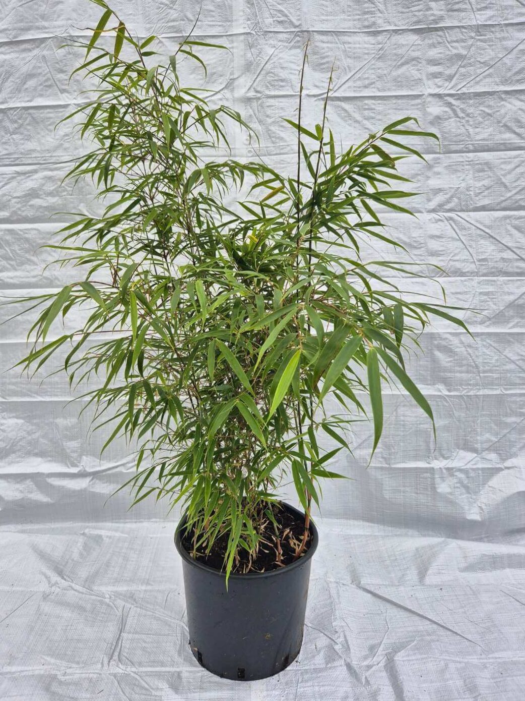 bamboe fargesia rufa 25 liter 125 cm