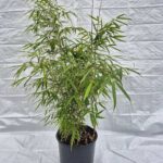 Bamboe Fargesia Rufa 25L - 125+ cm