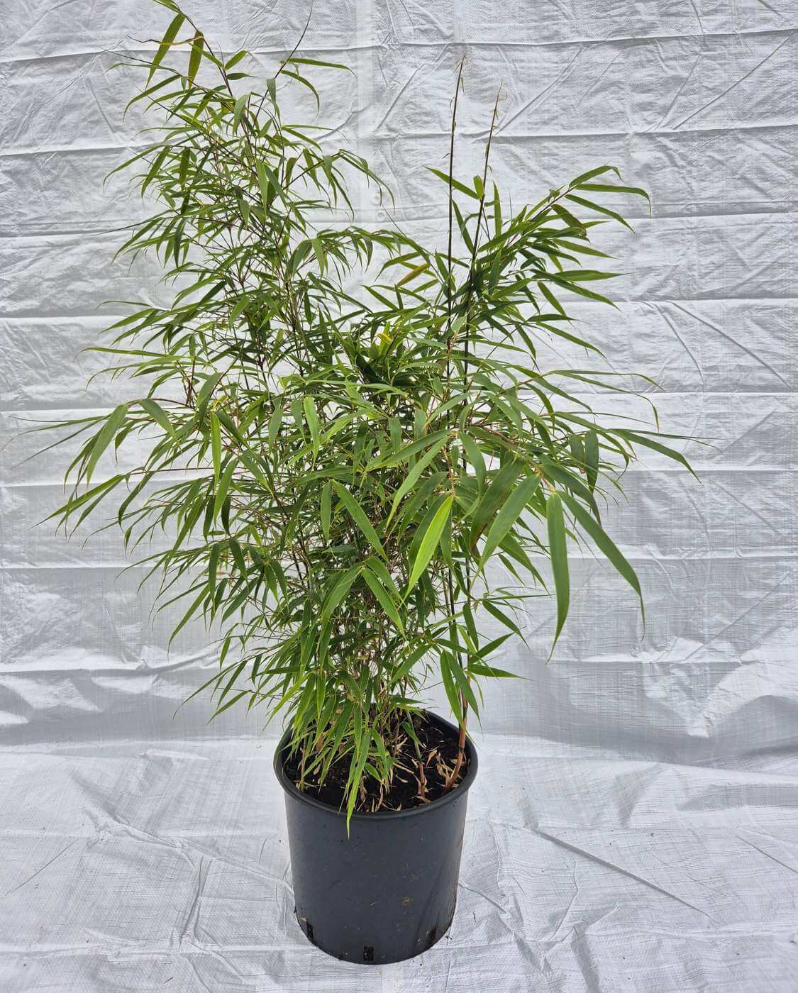 Bamboe Fargesia Rufa 25L – 100+ cm