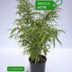 Bamboe Fargesia Rufa 2L Sixpack