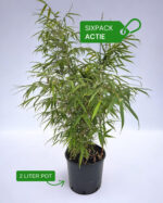 Set van 6 Fargesia Rufa bamboe planten.