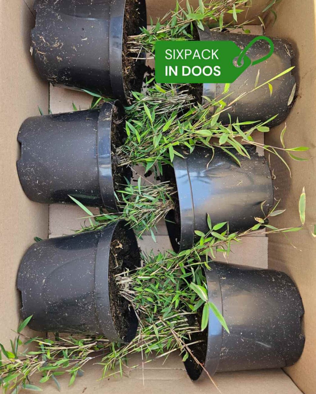 6 stuks 2 liter potmaat fargesia rufa's in doos.