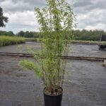 Bamboe Fargesia Volcano - 15L Pot - 150+ cm