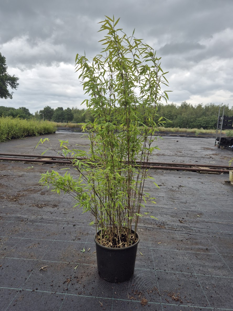 Bamboe Fargesia Volcano – 15L Pot – 150+ cm