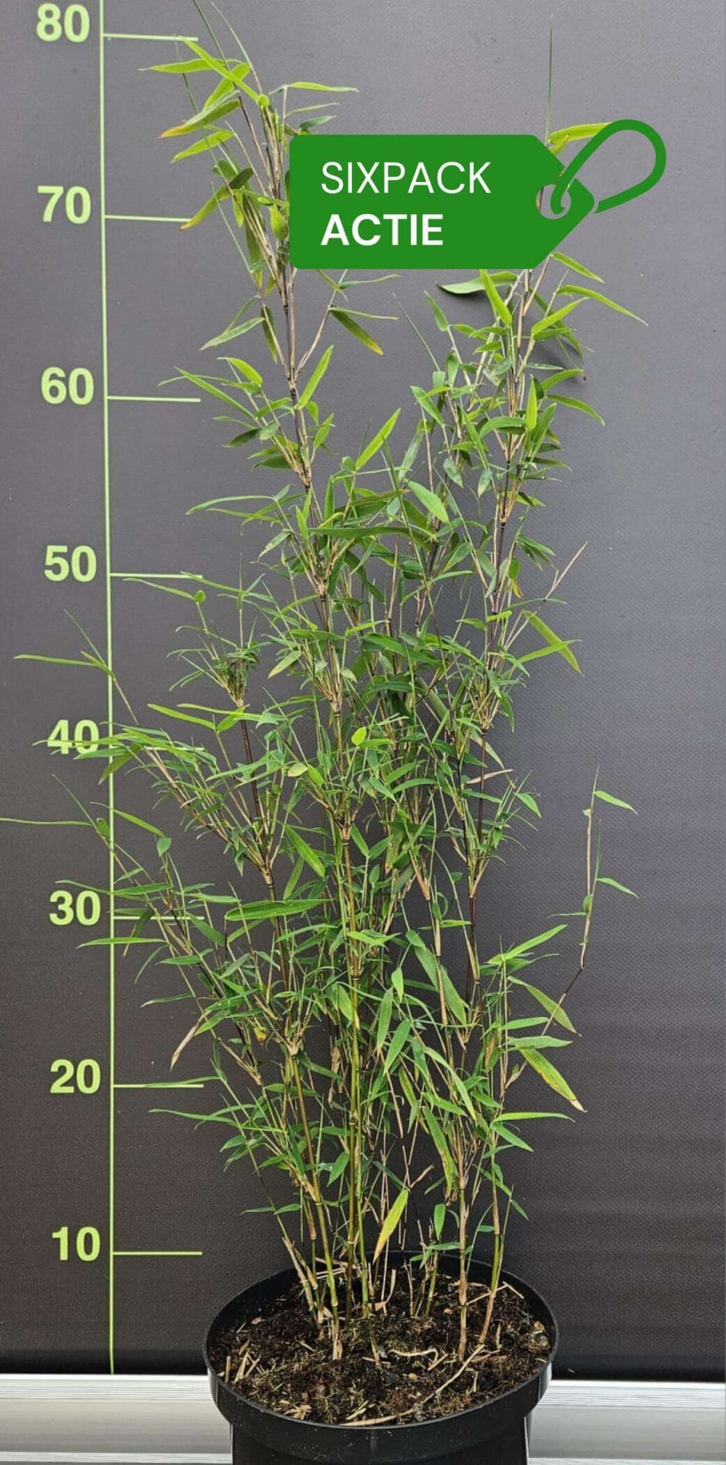 Set van 6 jiuzhaigou-1 bamboe planten. Gratis verzonden.