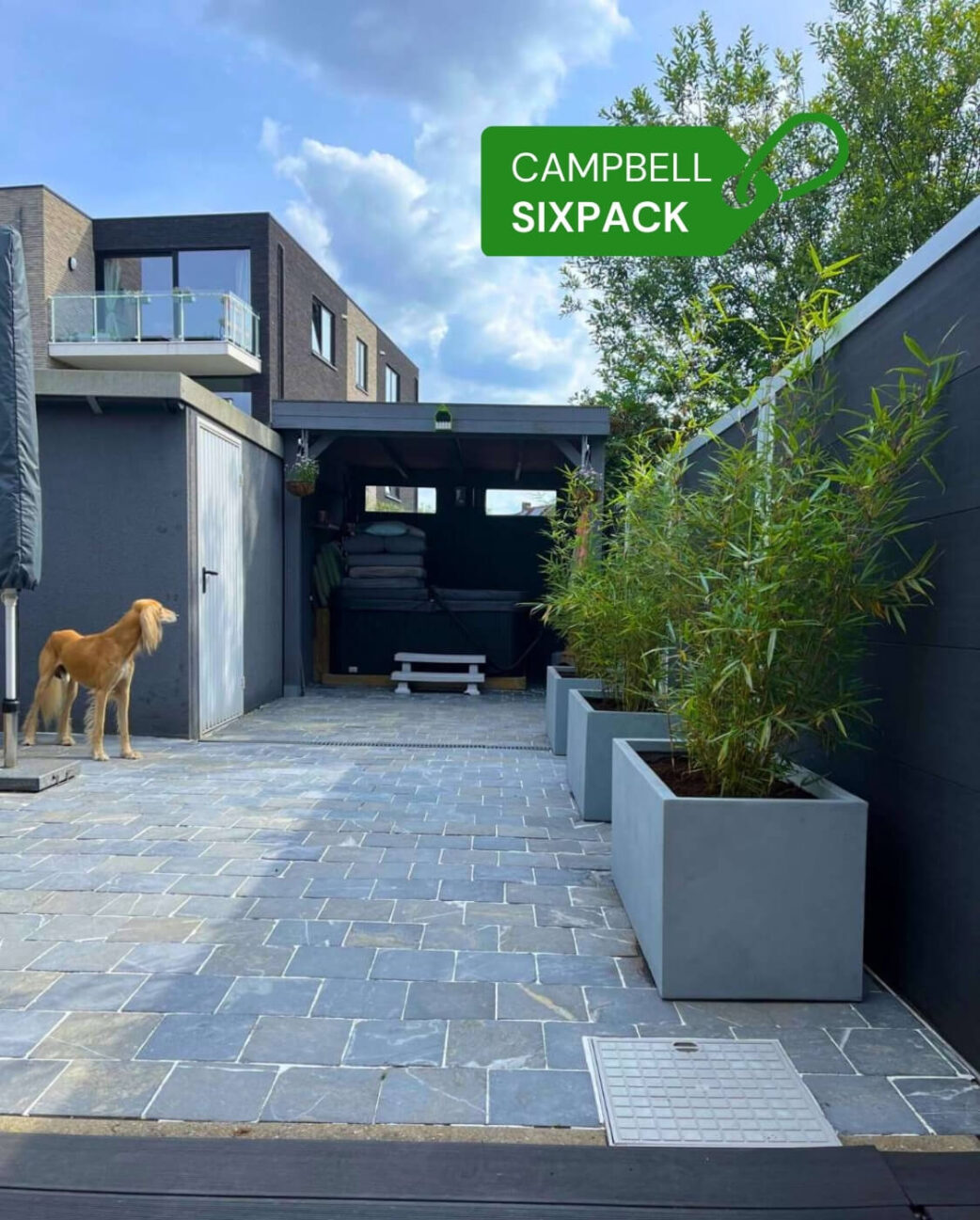 bamboe robusta campbell in tuin plantbakken