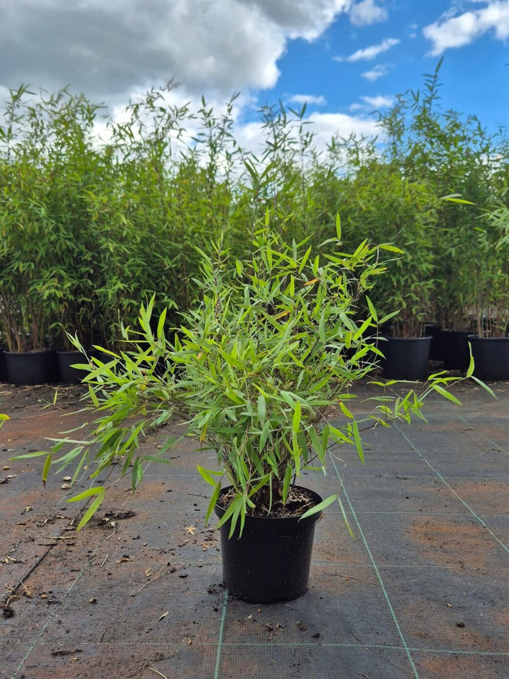 Jonge plant in zwarte kwekerspot op het kweekveld van Fargesia Jiuzhaigou Deep Purple in maat 2.5L 50cm