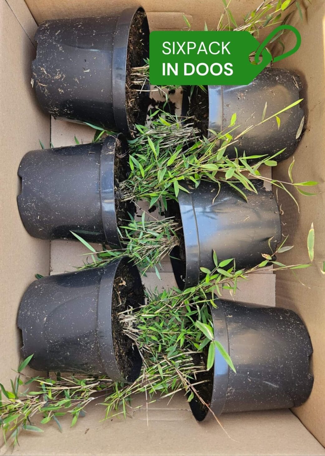 bamboeplanten sixpack in doos