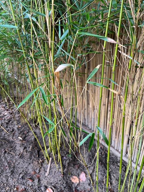 Afbeelding #1 van Pauline