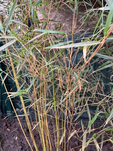 Afbeelding #1 van Pauline