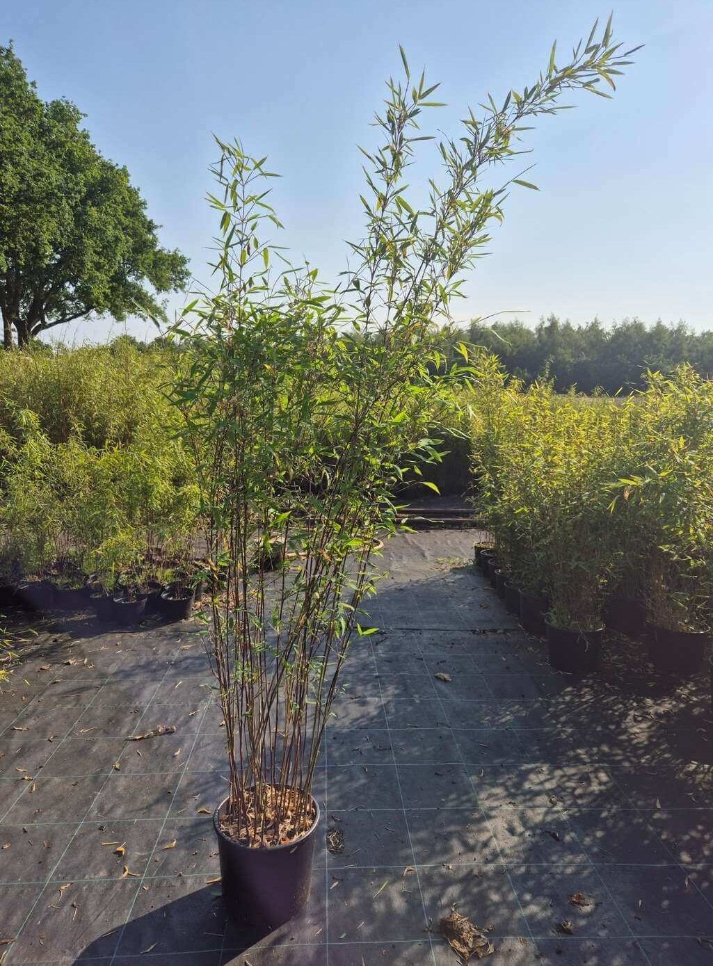 Niet woekerende bamboe Fargesia Black Pearl in 10L pot met een hoogte van 175 centimeter.