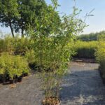 Fargesia Nitida Black Pearl (Bamboehaag) 15L - 150+cm