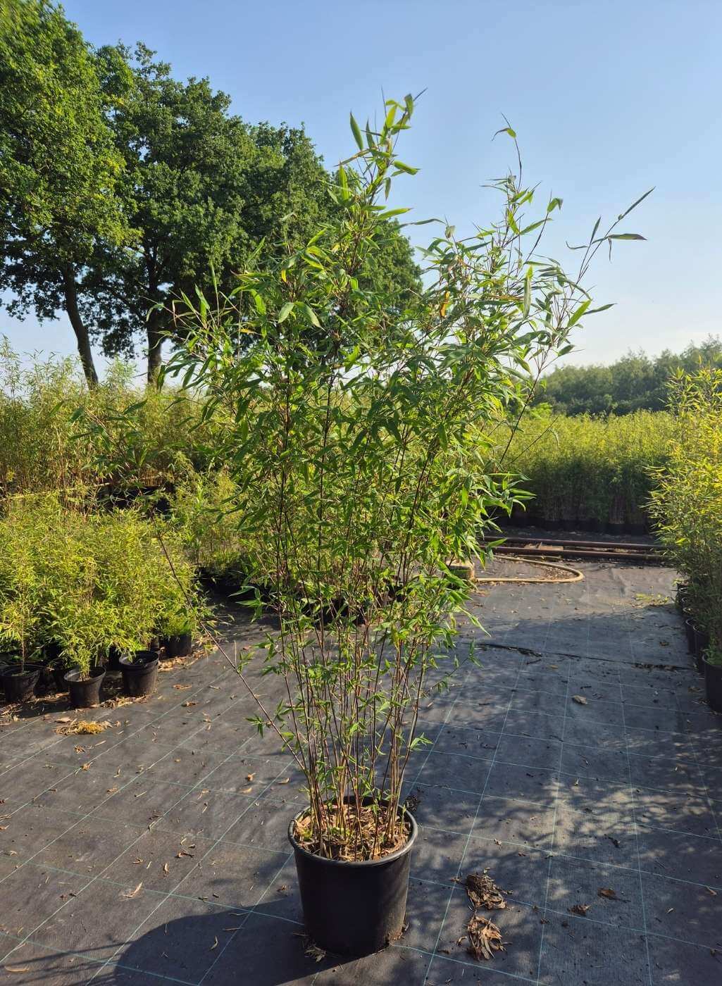 Fargesia Nitida Black Pearl (Bamboehaag) 15L – 150+cm