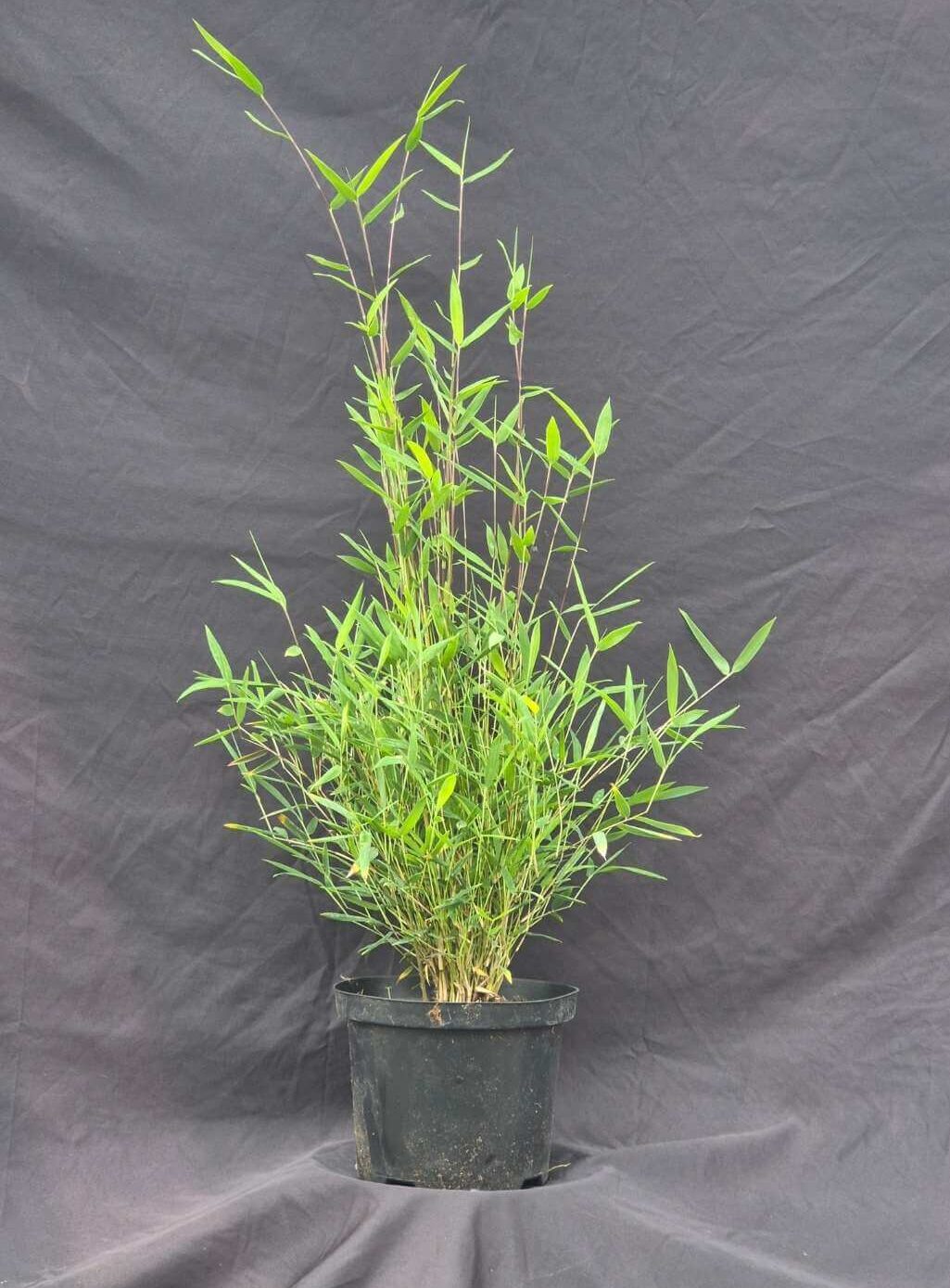 Nitida black pearl 2.5L 50CM